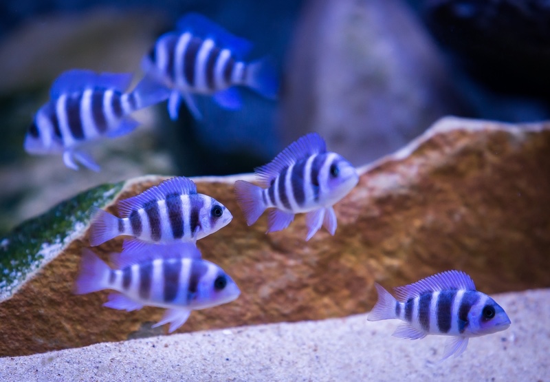 Cyphotilapia gibberosa 'Mtoto'